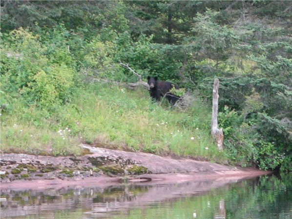 Black Bear