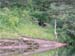 Black Bear