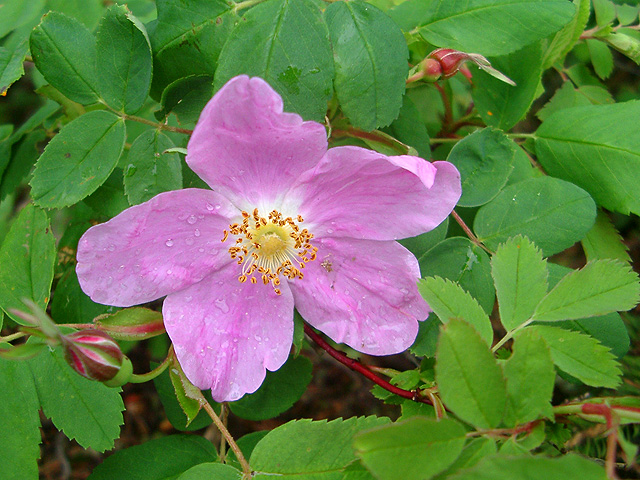 IMGP3323